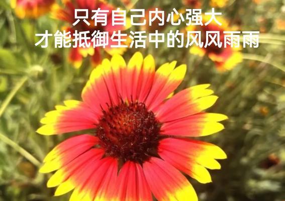 探寻人生之美（用唯美短句感悟人生）