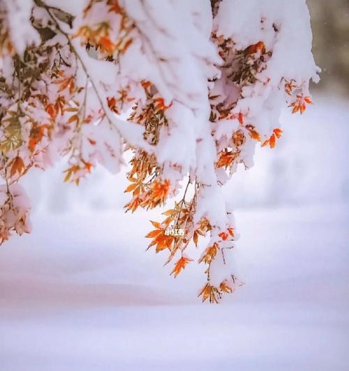 浪漫雪天（唯美短句）